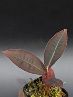 Labisia posthumusiana [non-exact]