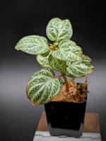 Sonerila sp. silver [non-exact]