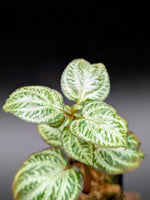 Sonerila sp. silver [non-exact]