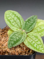 Phyllagathis prostrata [non-exact]