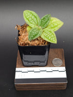 Phyllagathis prostrata [non-exact]