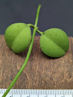 Dischidia sp. geri [cutting]