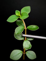 Peperomia sp. venezuela [cutting]