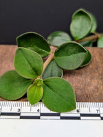 Peperomia sp. venezuela [cutting]