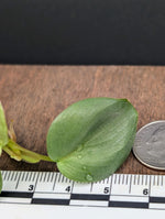 Philodendron sp small silver [cutting]