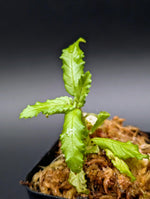 Ridleyandra morganii [non-exact]