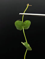 Dischidia sp. Camiguin Island [cutting]
