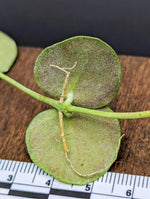Dischidia sp. Camiguin Island [cutting]