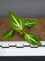 Sonerila cf pulchella [cutting]