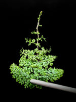Teratophyllum sp. filigree [non-exact]