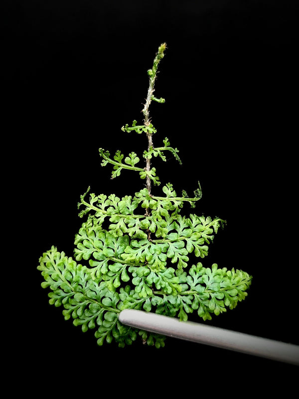 Teratophyllum sp. filigree [non-exact]