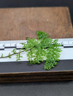 Teratophyllum sp. filigree [non-exact]