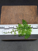 Teratophyllum sp. filigree [non-exact]