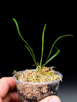 Vittaria lineata [non-exact]