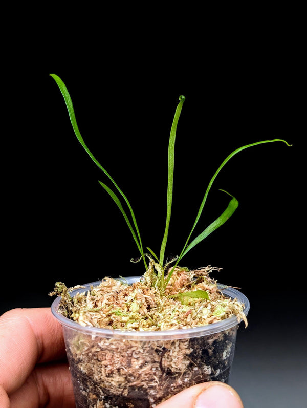 Vittaria lineata [non-exact]