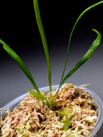 Vittaria lineata [non-exact]