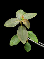 Peperomia aff veluntina [cutting]