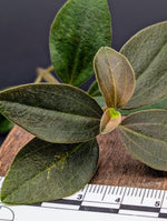 Peperomia aff veluntina [cutting]