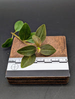 Peperomia aff veluntina [cutting]