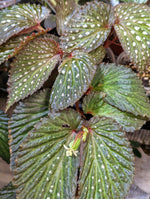 Begonia SSF1 [cutting]