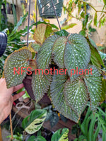 Begonia SSF1 [cutting]
