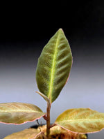 Labisia sp. stardust small [non-exact]