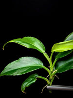 Philodendron subg. Pteromischum sp. 02 'wavy' [cutting]