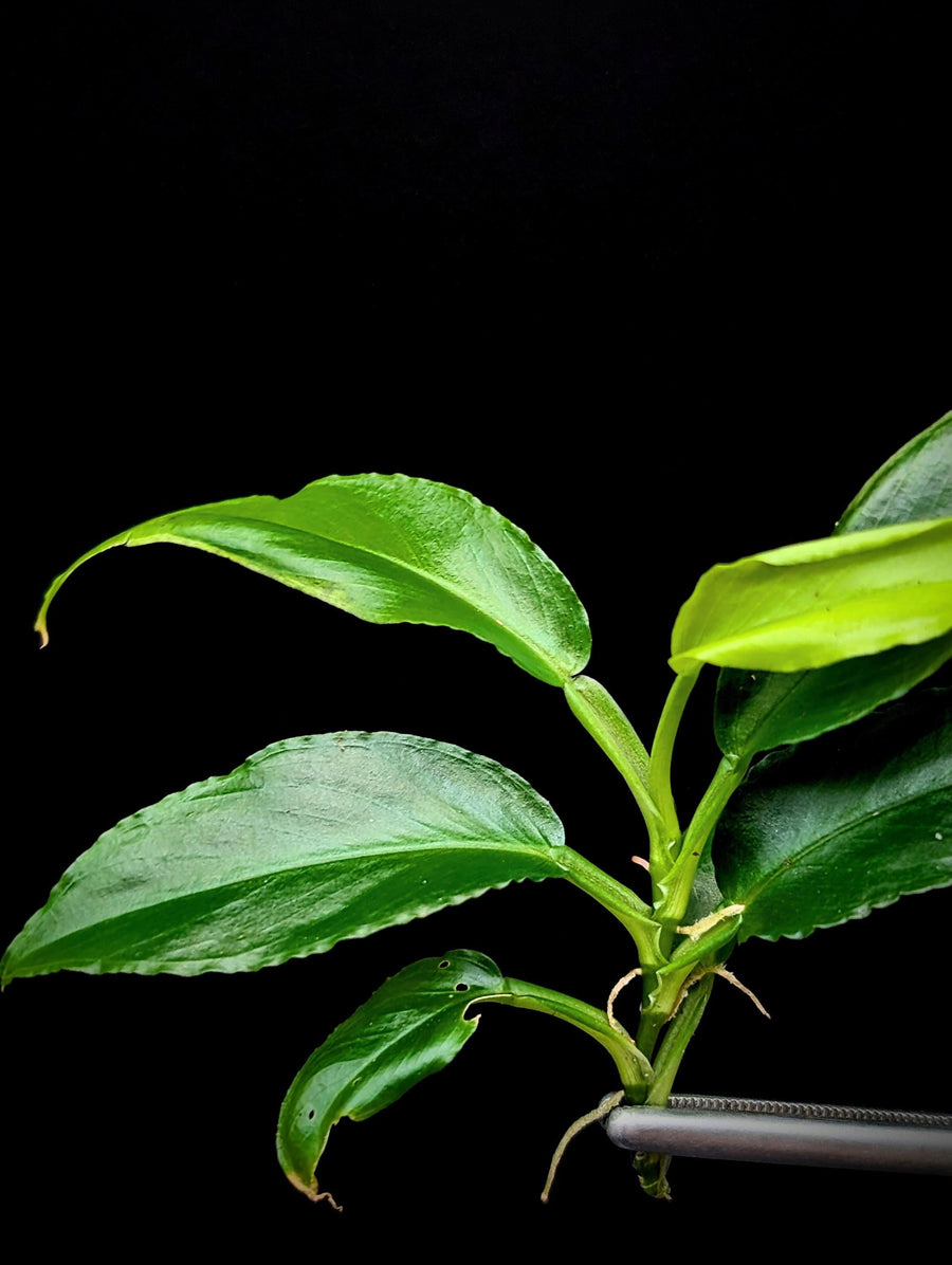 Philodendron subg. Pteromischum sp. 02 'wavy' [cutting]