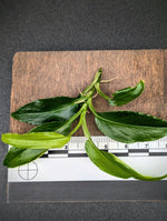 Philodendron subg. Pteromischum sp. 02 'wavy' [cutting]