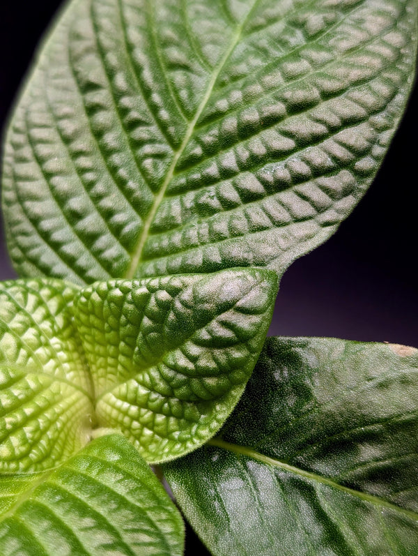 Streblosa bullata [non-exact]