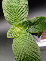 Streblosa bullata [non-exact]