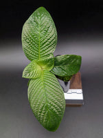 Streblosa bullata [non-exact]
