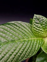 Streblosa bullata [non-exact]