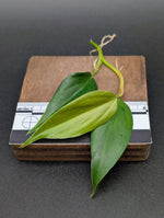 Philodendron sp. peach tunnel [cutting]