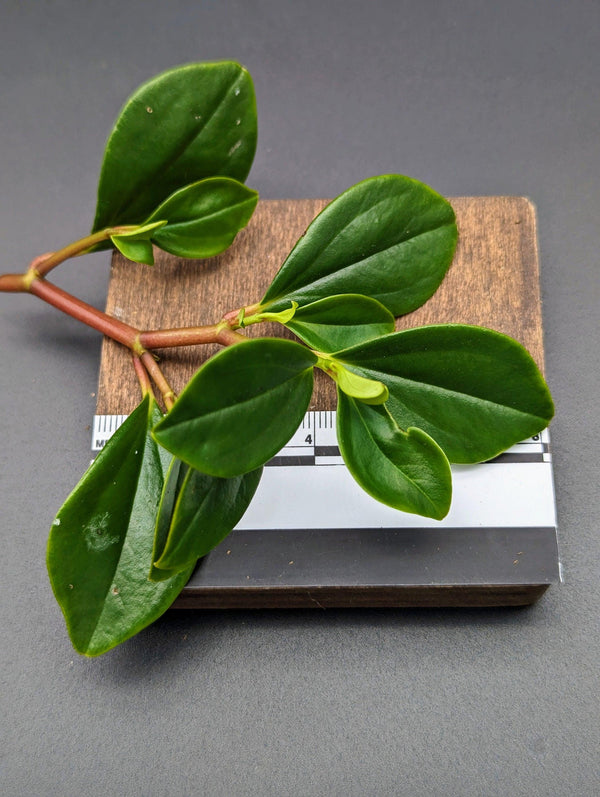 Peperomia glabella [cutting]