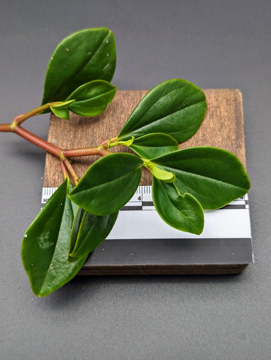 Peperomia glabella [cutting]