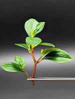 Peperomia glabella [cutting]