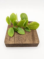 Peperomia glabella [cutting]