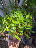 Peperomia glabella [cutting]