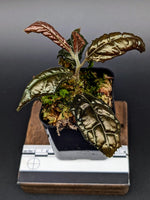 May include: A small potted plant with dark green and bronze-colored leaves. The leaves have a textured, patterned appearance. The plant is in a black square pot, sitting on a wooden base. A ruler is visible.