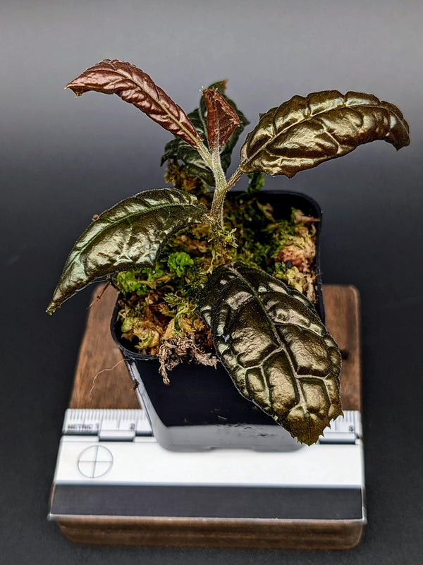 May include: A small potted plant with dark green and bronze-colored leaves. The leaves have a textured, patterned appearance. The plant is in a black square pot, sitting on a wooden base. A ruler is visible.