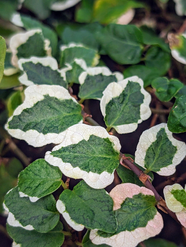 Ficus pumila variegated [cutting]