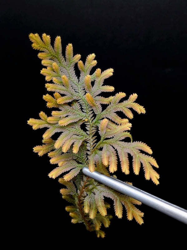 Selaginella diffusa [cutting]