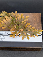 Selaginella diffusa [cutting]