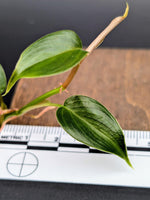 Philodendron sp. Condor [cutting]