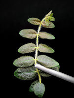 Micrechites aff. serpyllifolius [cutting]