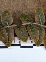 Micrechites aff. serpyllifolius [cutting]