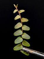 Marcgravia sp. Saint Lucia [10-leaf cutting]