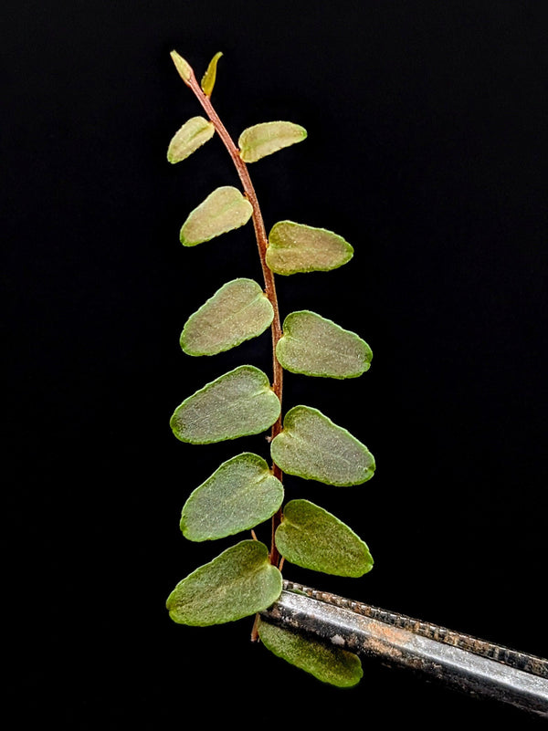 Marcgravia sp. Saint Lucia [10-leaf cutting]