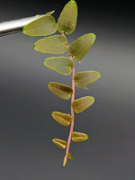 Marcgravia sp. Saint Lucia [10-leaf cutting]